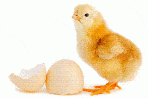 poussins