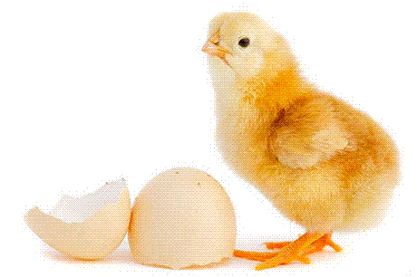 Temps d&rsquo;incubation des œufs