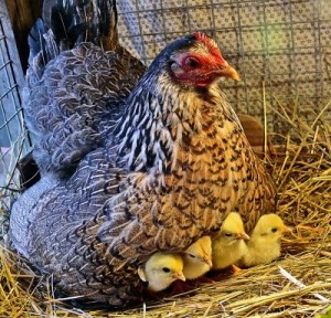 L’élevage des poussins et l’incubation des poules