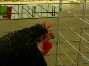 Coq La Flèche avec sa crête caractéristique Coq La Flèche avec sa crête caractéristique