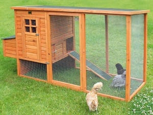Poulailler pour la sélection de poules d'exposition Poulailler pour la sélection de poules d'exposition