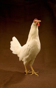 Poule Leghorn blanche « type anglais » Poule Leghorn blanche « type anglais »