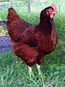 Poule Rhode-Island Poule Rhode-Island