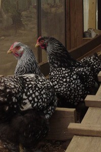 Poules Wyandotte argentée a liseré noir Poules Wyandotte argentée a liseré noir