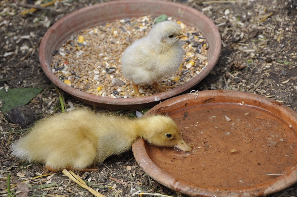 Alimentation des poules : protéger ses cultures de blé