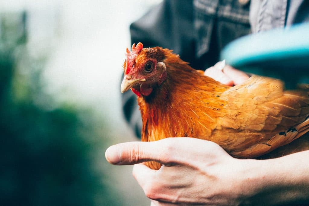 Race de poule rousse ou poule fermière : origines, ponte, caractère et longévité
