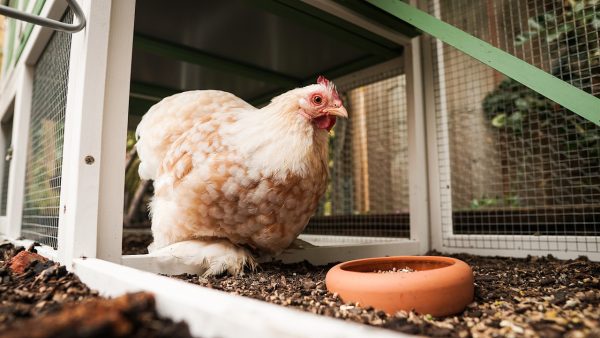 Enclos poules : quelle surface de poulailler en fonction du nombre de poules ?