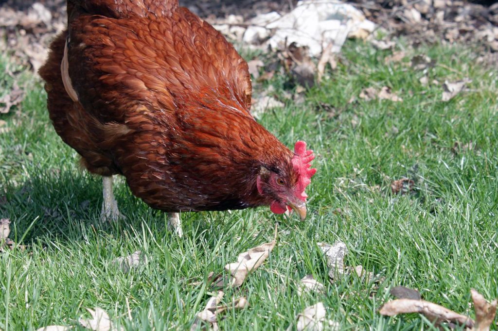 Quelles sont les meilleures races de poules pondeuses ?