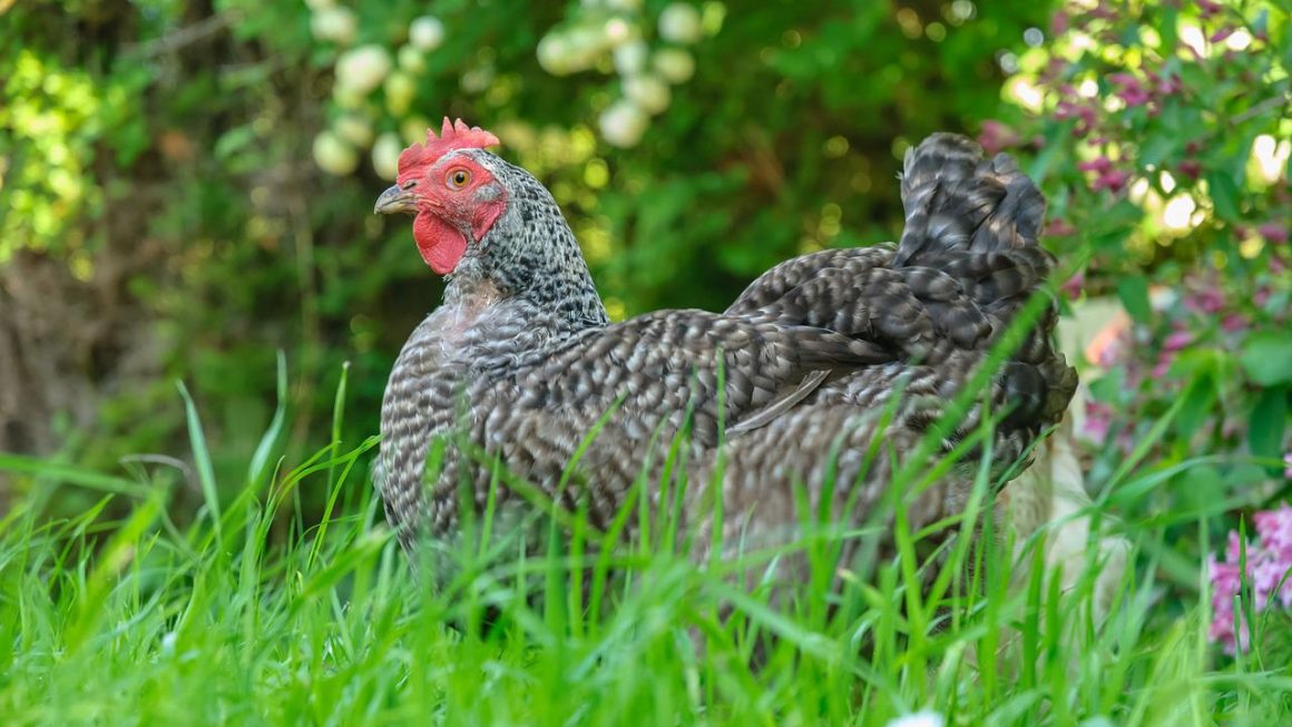 poule coucou