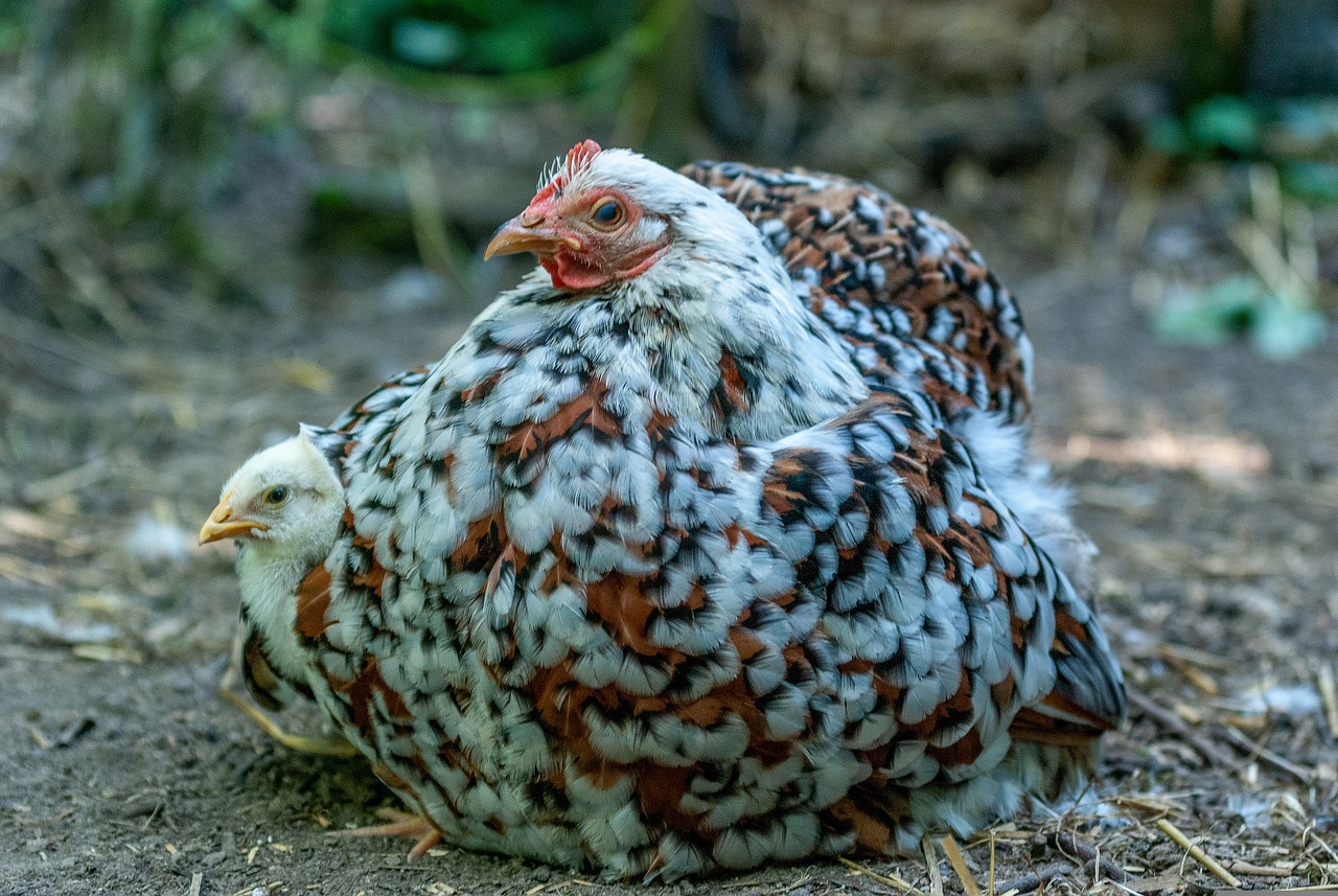 Poule Bantam De Pékin Espérance De Vie