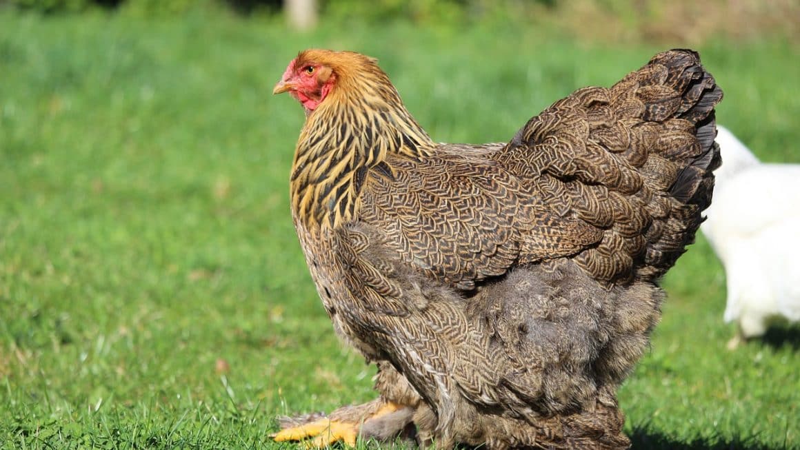 poule brahma