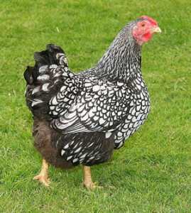 races poules hybrides