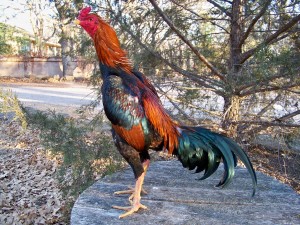 Coq combattant du Nord