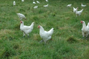 La poule de Bresse