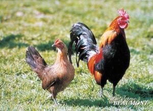 Poule ardennaise dorée et son coq