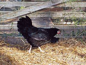 Une poule Alsacienne noire