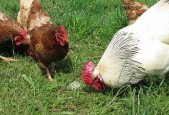 Nourriture des poules pondeuses pour toutes les saisons