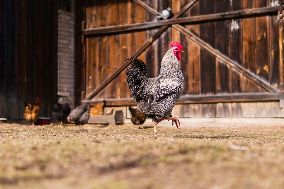 Quelques conseils pour les éleveurs de poules