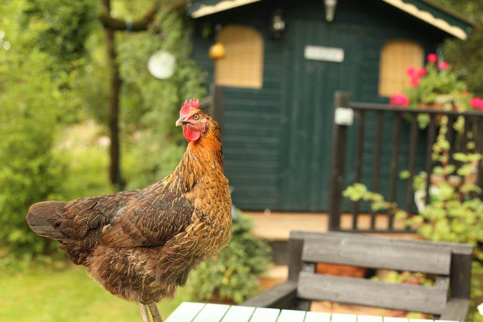 Les races de poules françaises