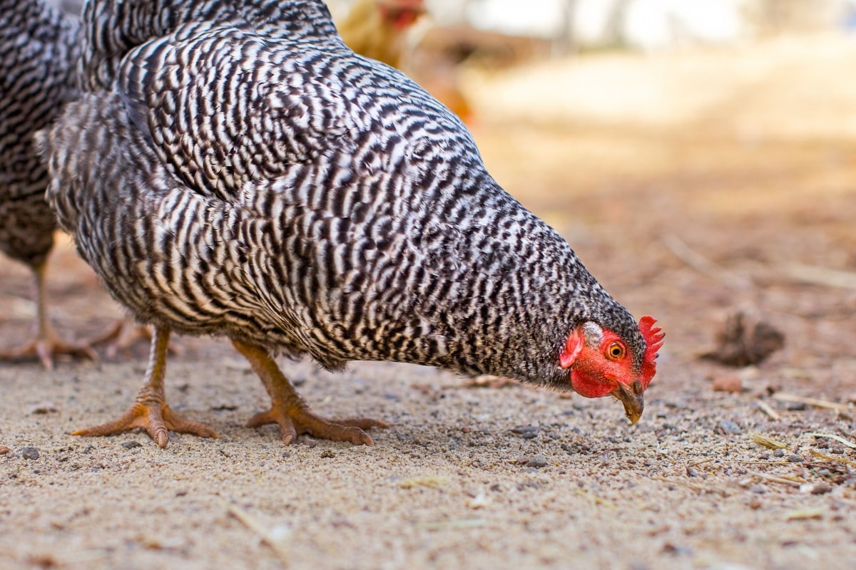 Alimentation des poules : protéger ses cultures de blé