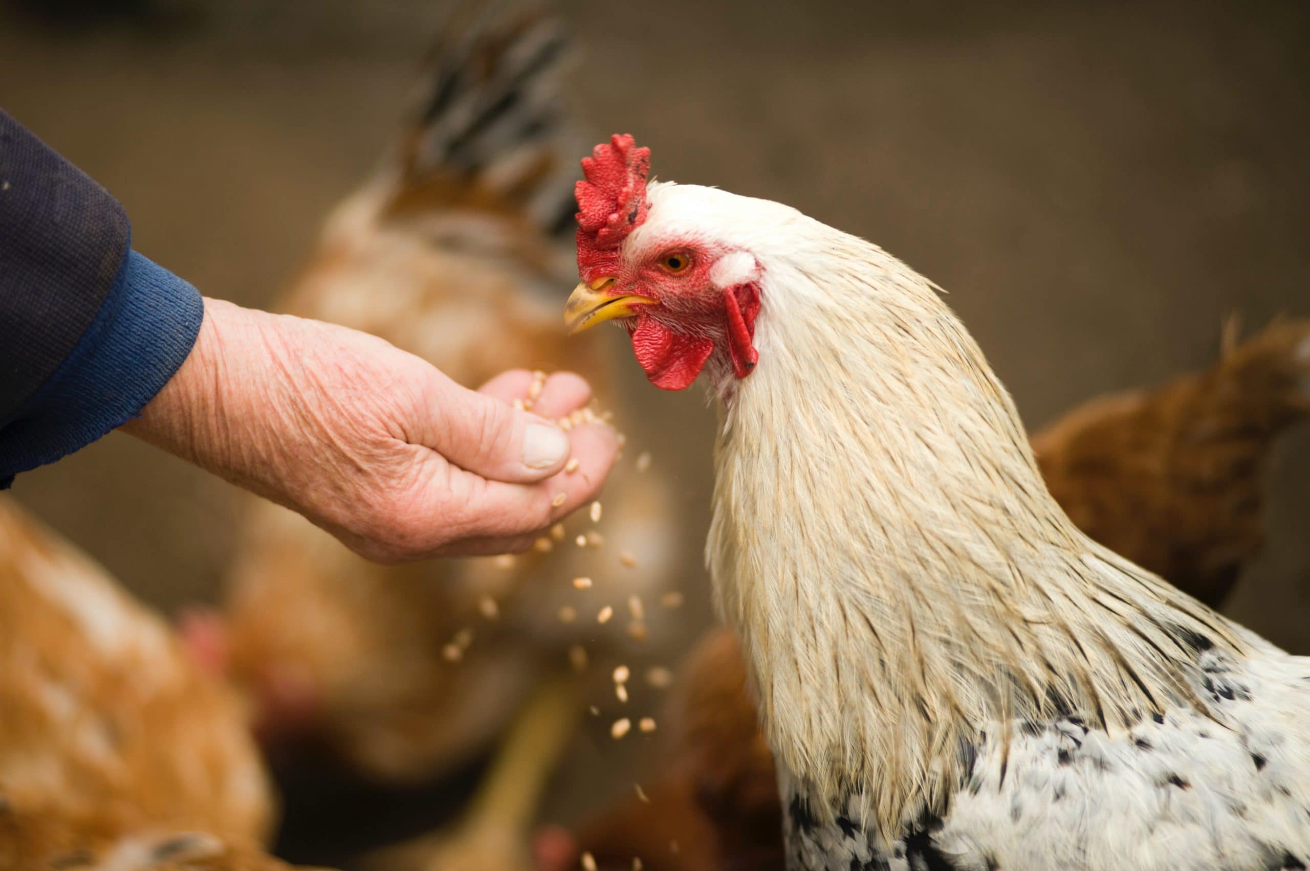 Aviculteur qui nourrit son élevage de poules