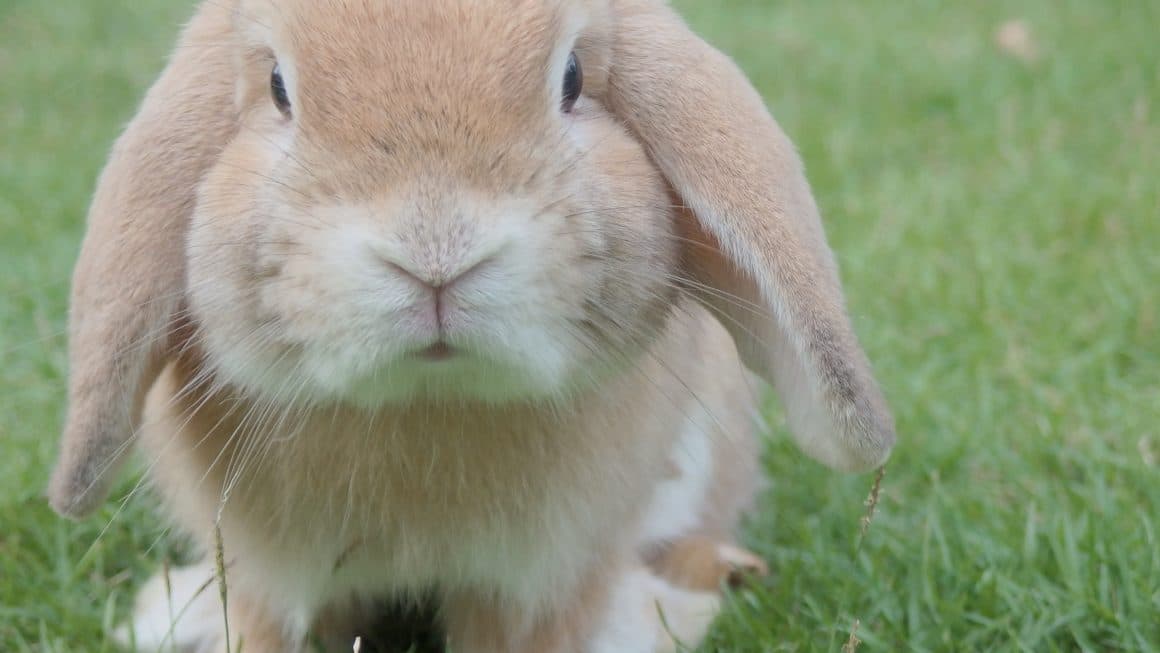 comment dort un lapin