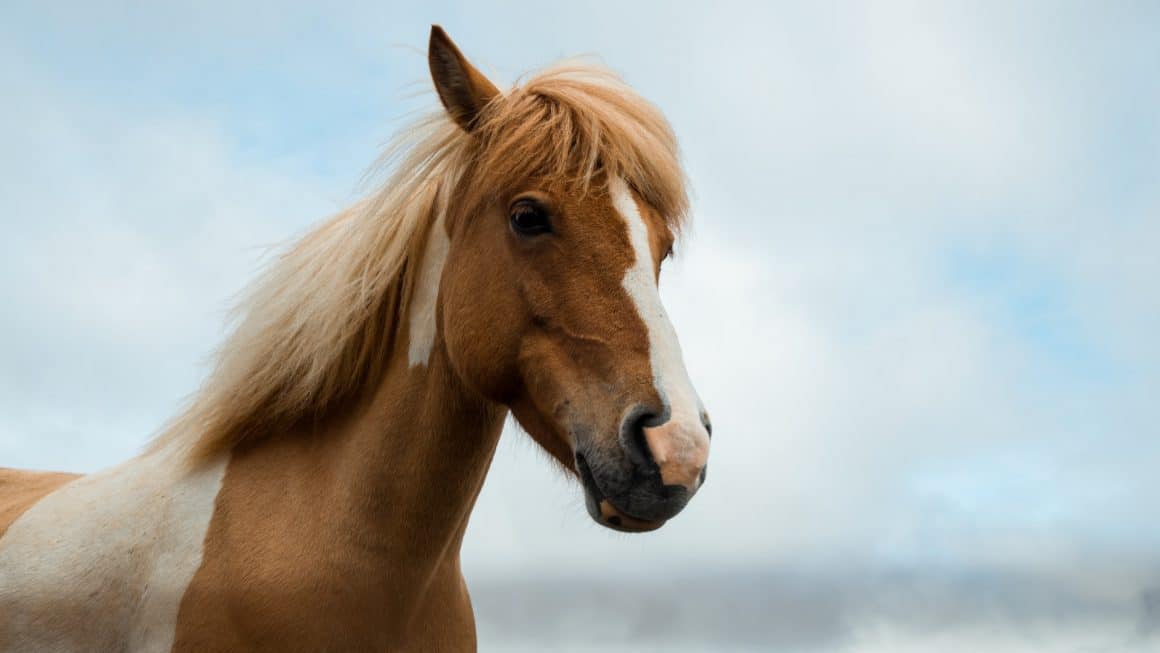 Combien coûte un cheval par mois chez soi