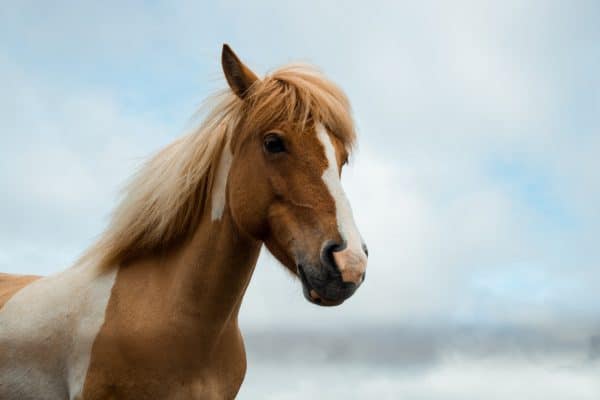 Combien coûte un cheval par mois chez soi ?