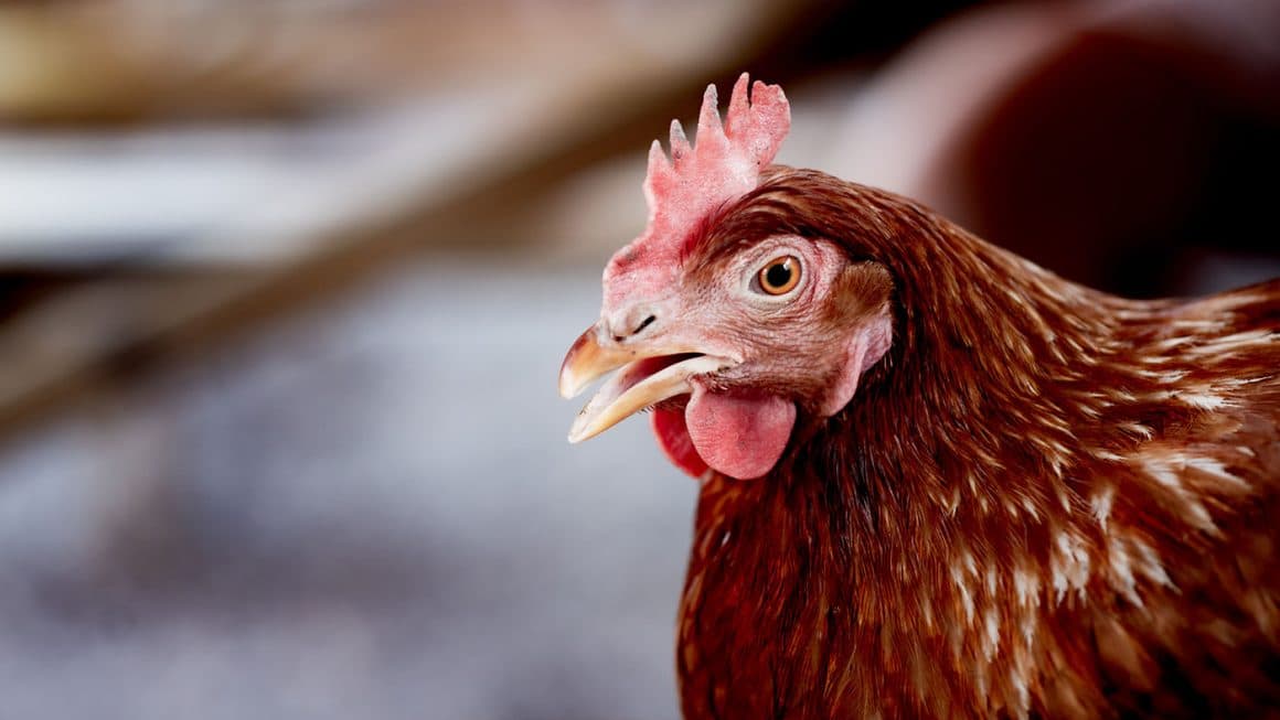 Race de poule rousse ou poule fermière : origines, ponte, caractère et longévité