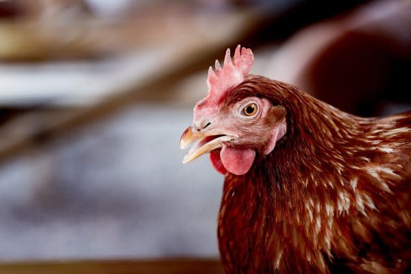 Race de poule rousse ou poule fermière : origines, ponte, caractère et longévité