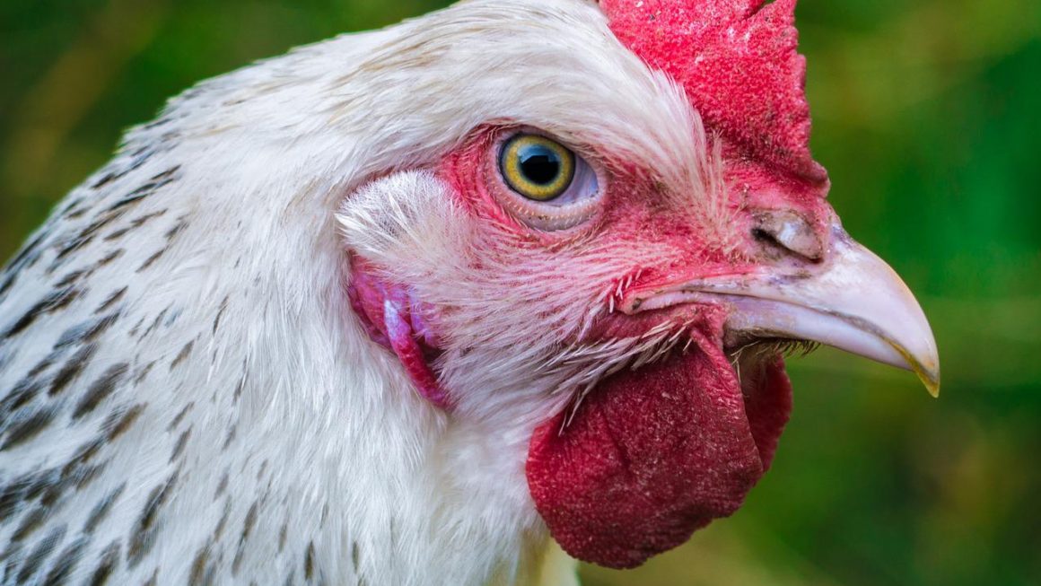 poule sussex