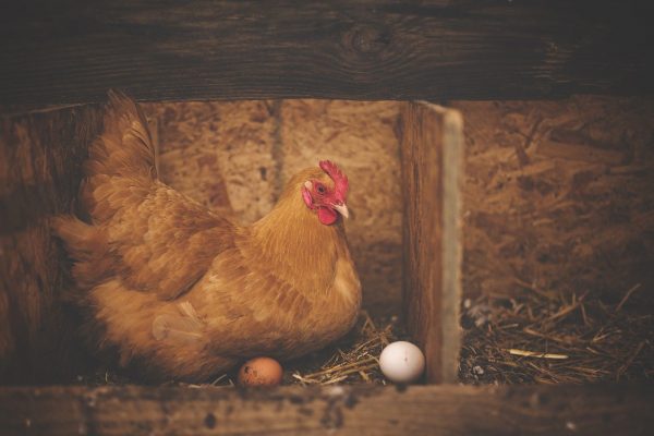 Quelles sont les meilleures races de poules pondeuses ?