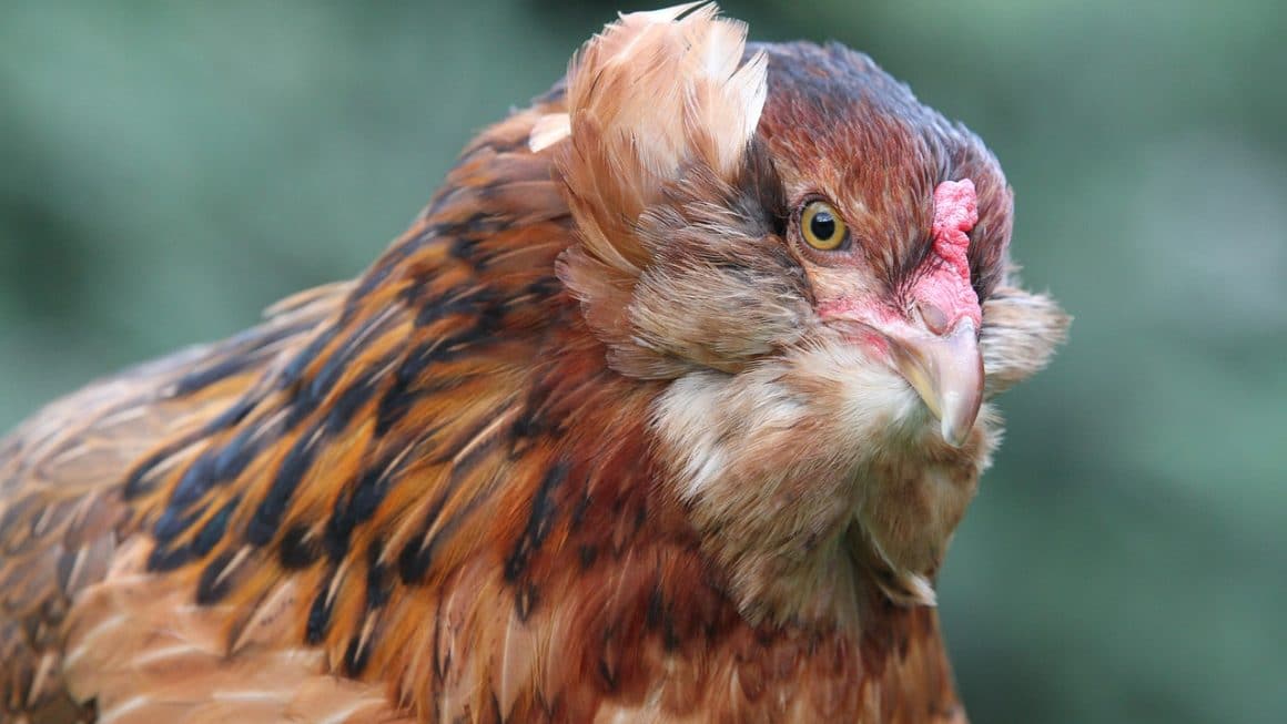 poule araucana