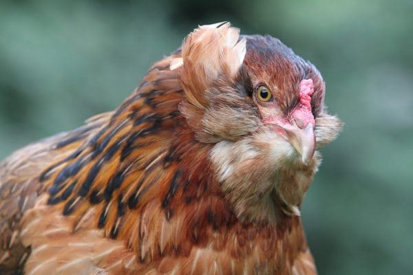 Poule Araucana : caractère, ponte, santé, alimentation, élevage, prix