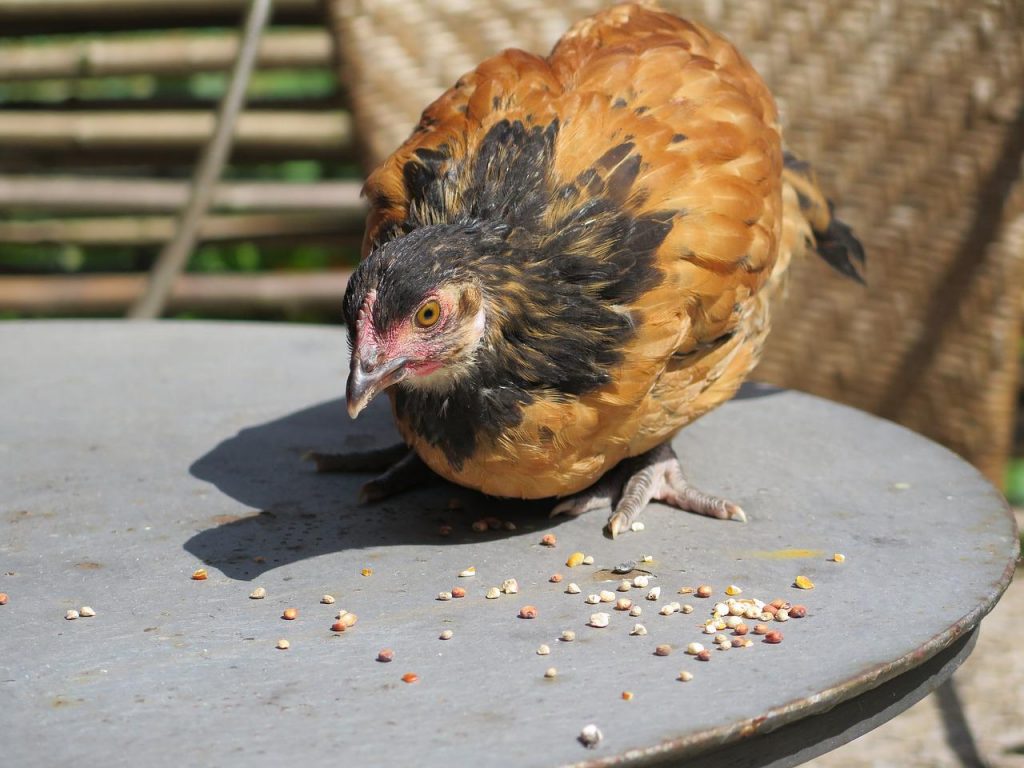 Quelles sont les meilleures races de poules pondeuses ?