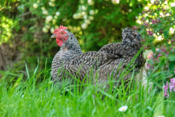 Poule Coucou de Rennes : caractère, ponte, santé, alimentation, élevage, prix