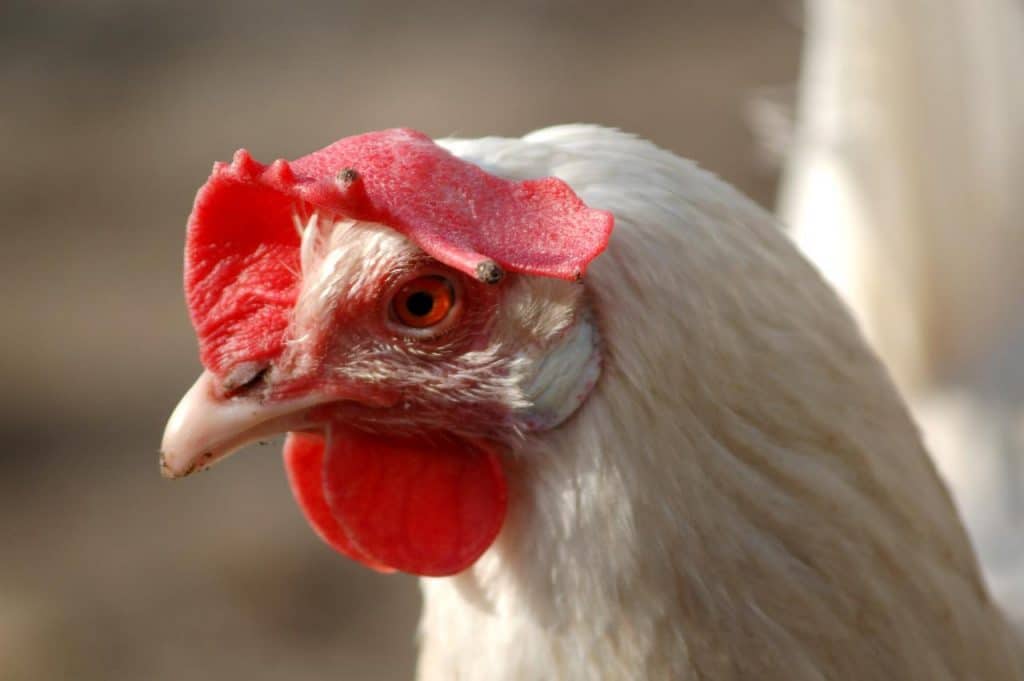 Quelles sont les meilleures races de poules pondeuses ?