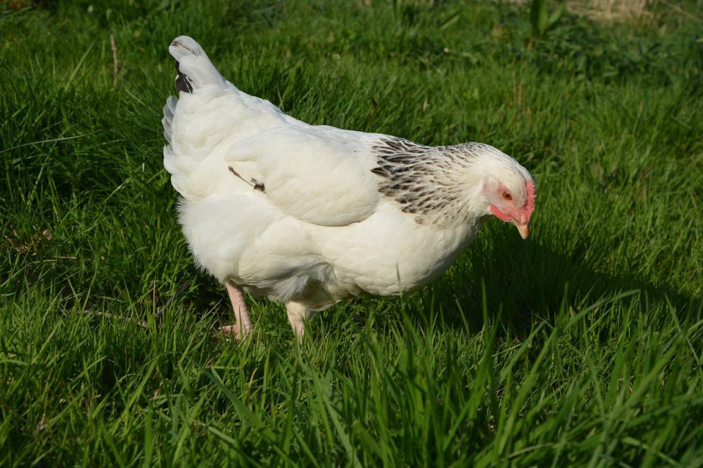 Quelles sont les meilleures races de poules pondeuses ?