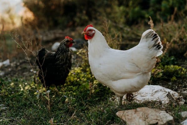 Poule Azur : caractère, ponte, santé, alimentation, élevage, prix