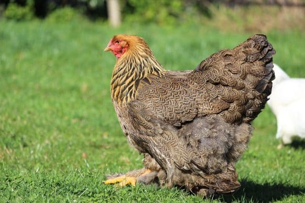 Poule Brahma : caractère, santé, alimentation, élevage, prix