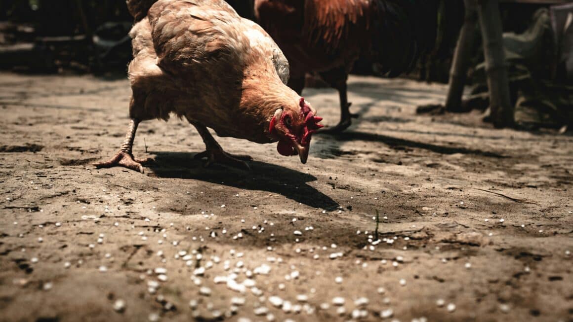 déchets cuisine poules