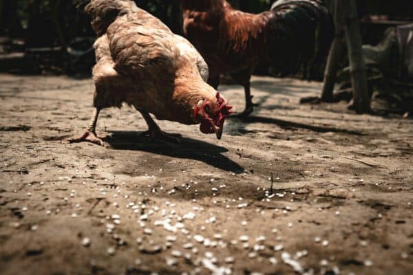 Recycler les déchets de cuisine grâce aux poules : une approche écologique