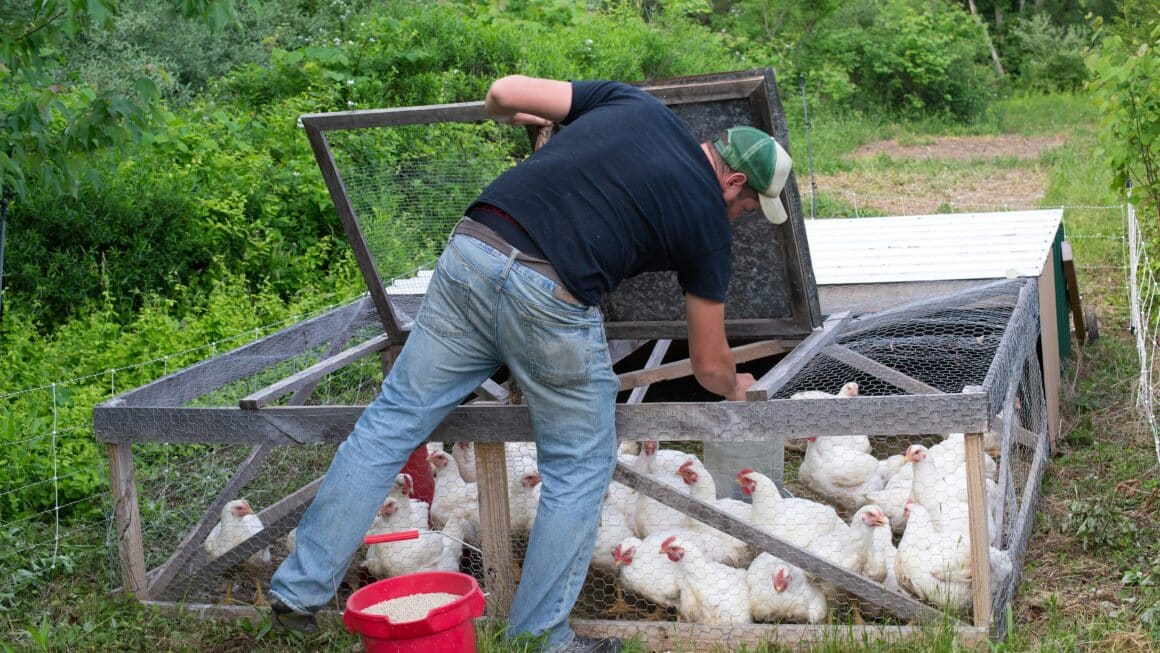 a propos poules elevage